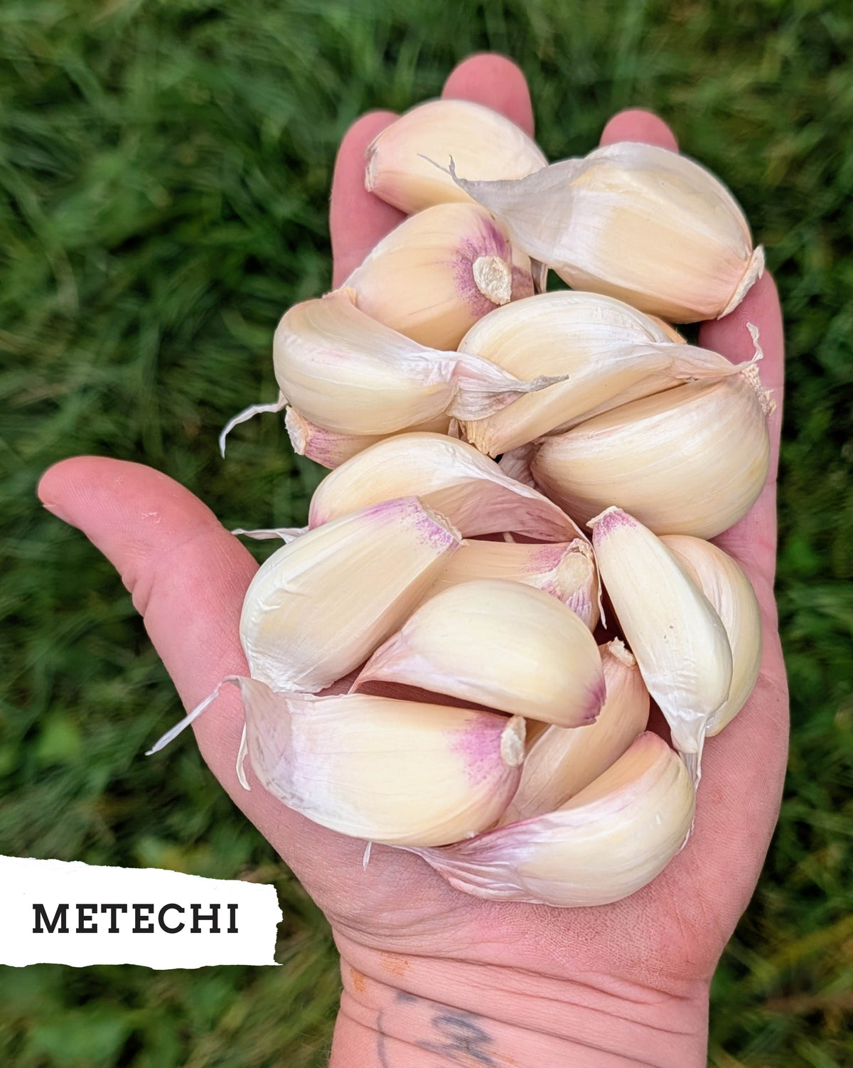 Ready to Plant Garlic Cloves