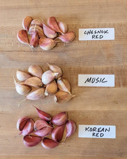 Ready to Plant Variety Pack — 10 Chesnok Red, 10 Music, 10 Korean Red cloves