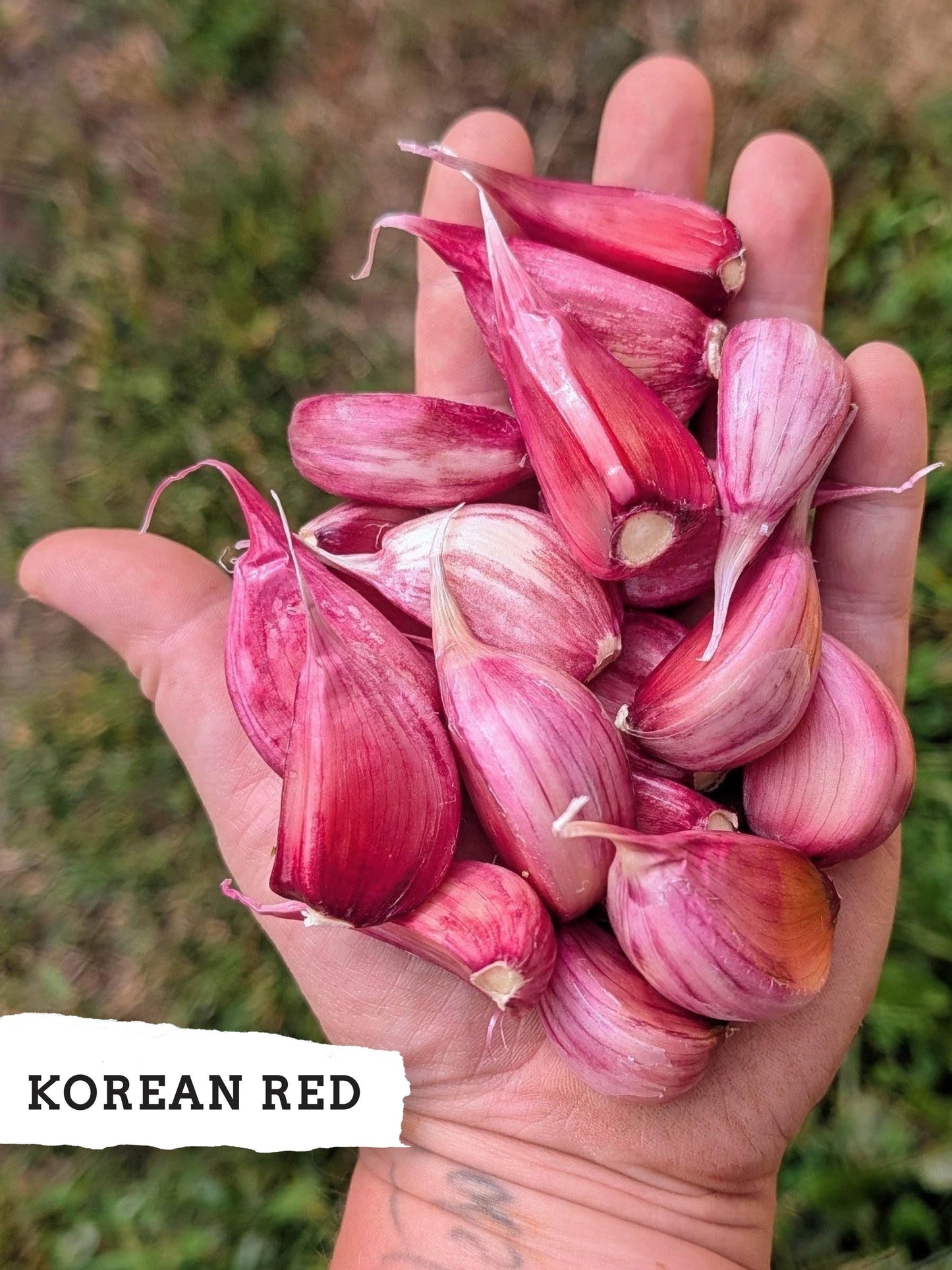 Korean Red ready-to-plant hardneck garlic cloves in hand