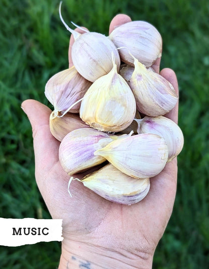 Music ready-to-plant hardneck garlic cloves in hand