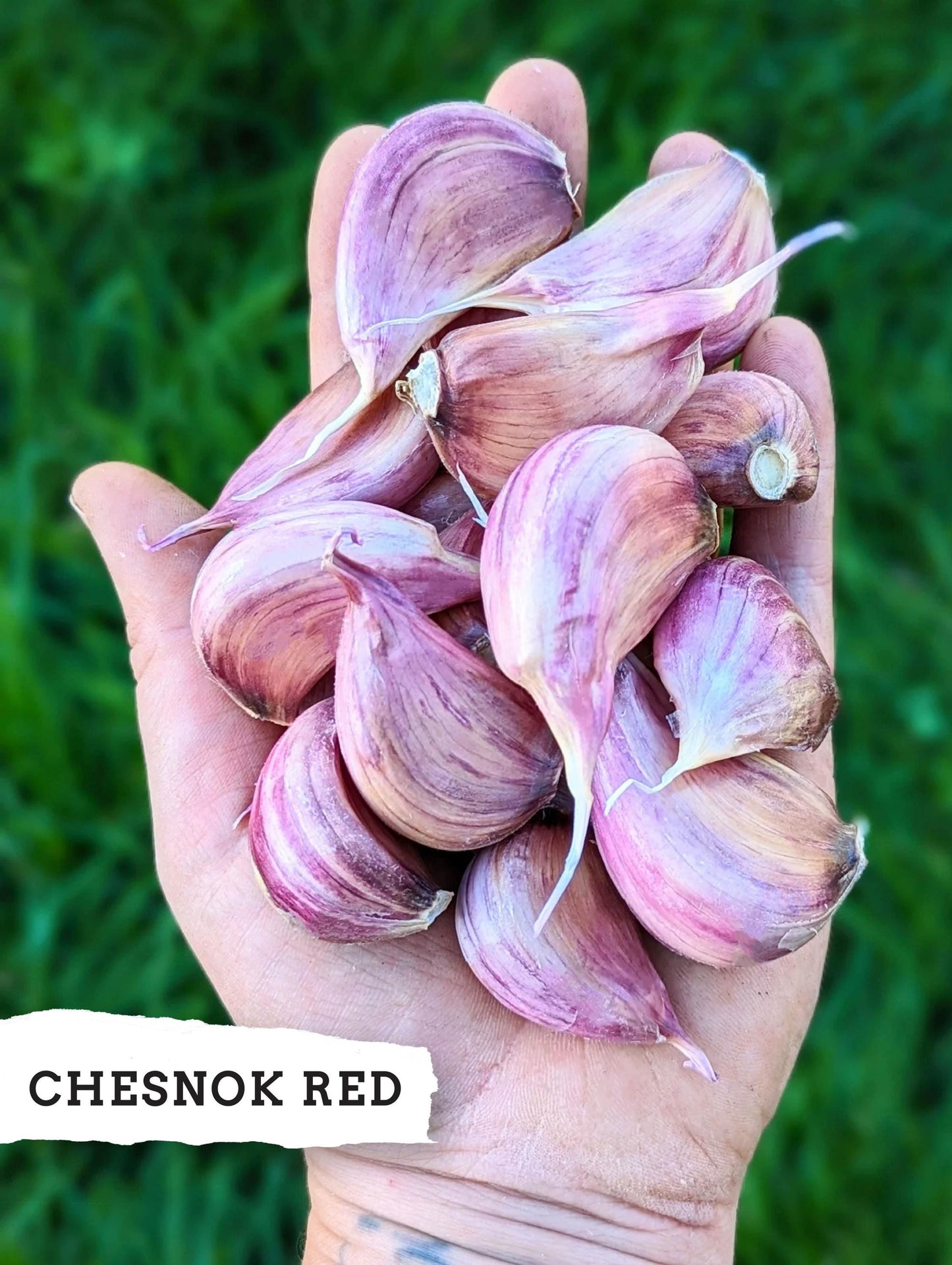 Chesnok Red ready-to-plant hardneck garlic cloves in hand