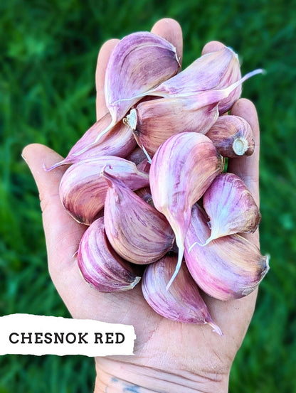 Chesnok Red ready-to-plant hardneck garlic cloves in hand
