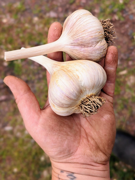 Music Garlic