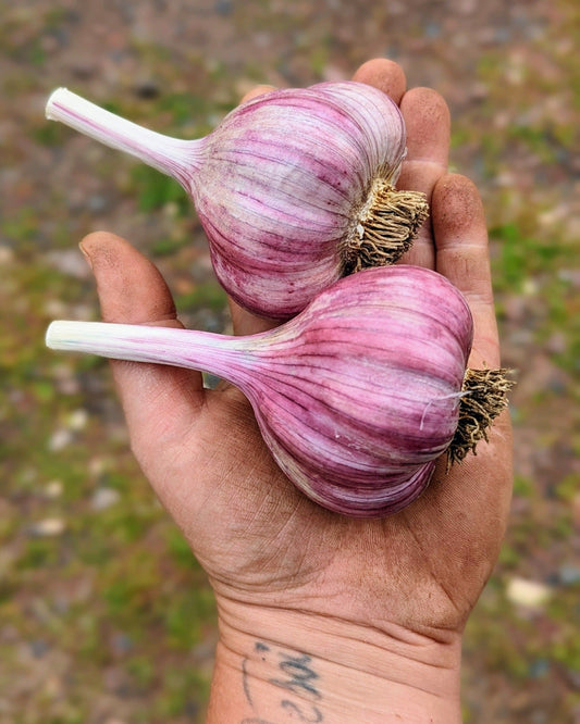 Cooking Garlic Sampler - Chesnok Red cooking bulbs