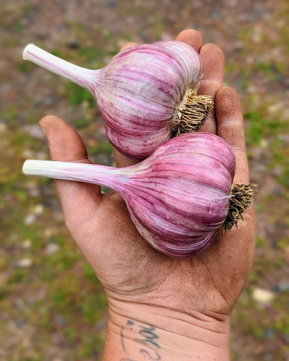 Chesnok Red hardneck garlic bulbs