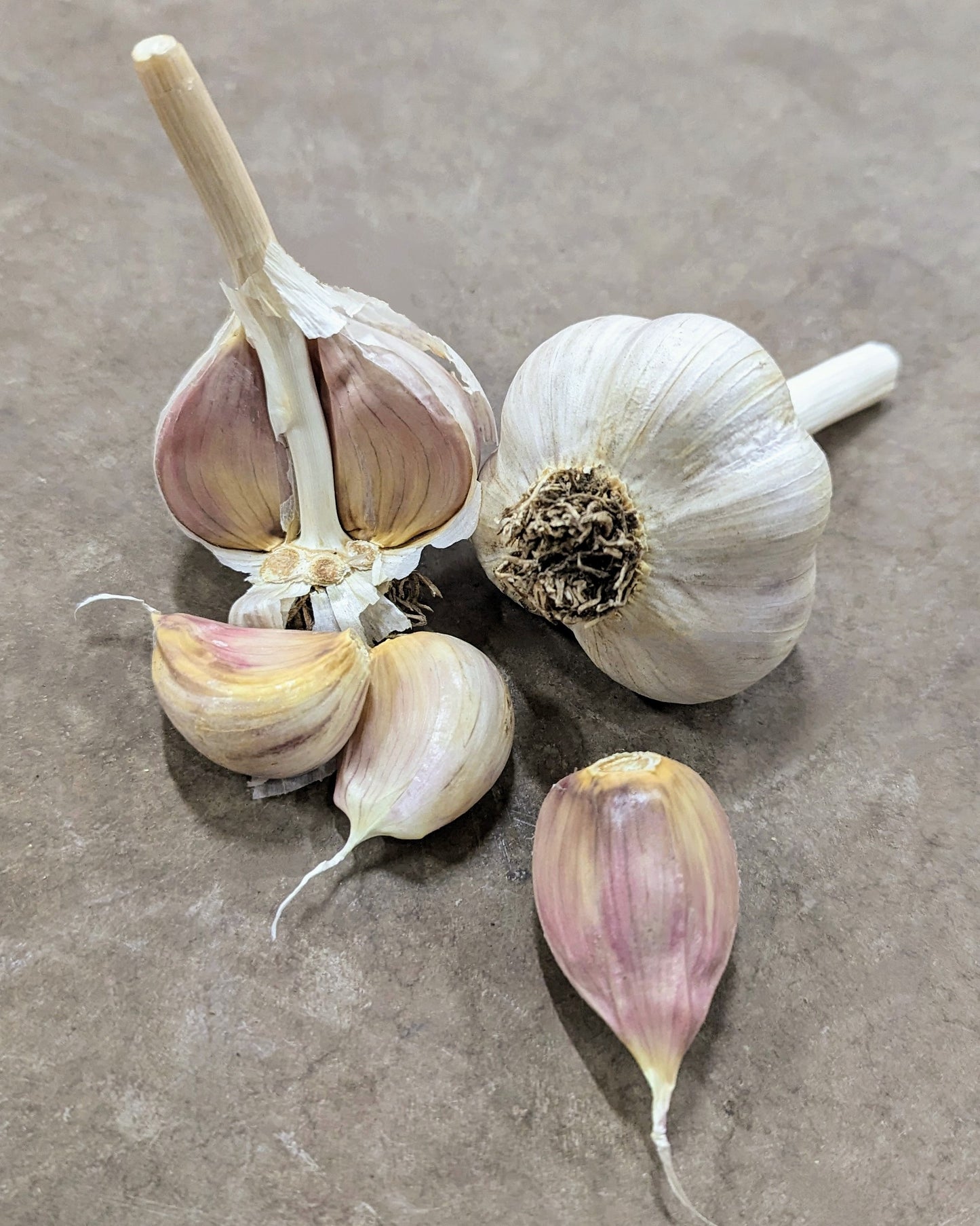 Music Garlic