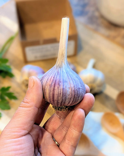 Organic Gourmet Cooking Garlic