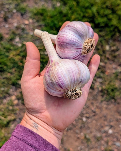 Korean Red Garlic