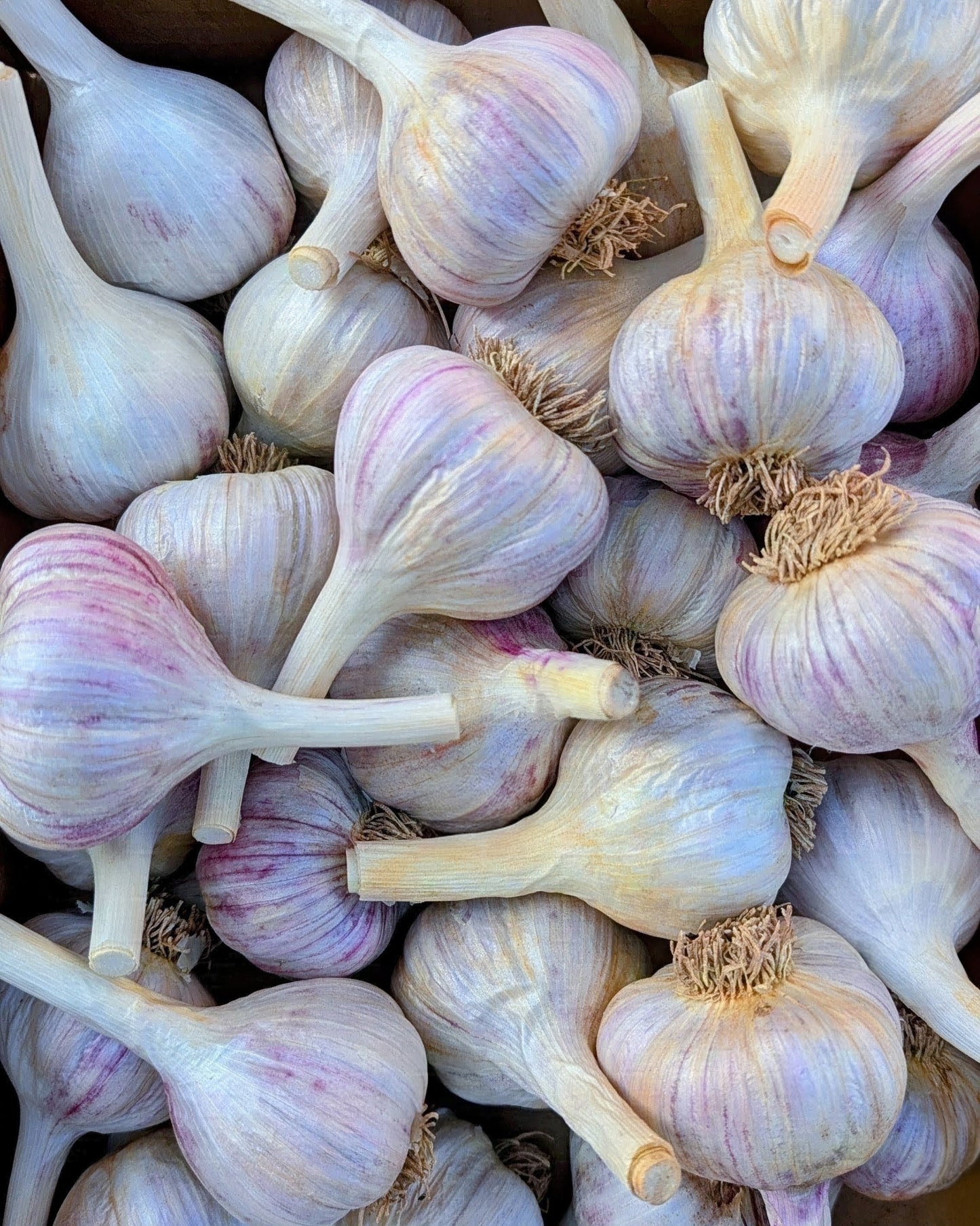 Korean Red Garlic