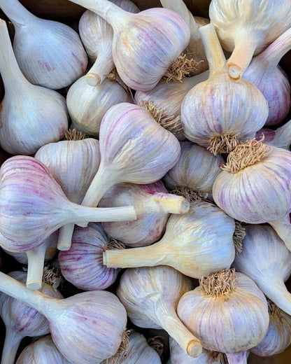 Korean Red Garlic