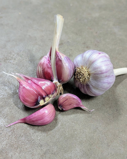 Korean Red Garlic