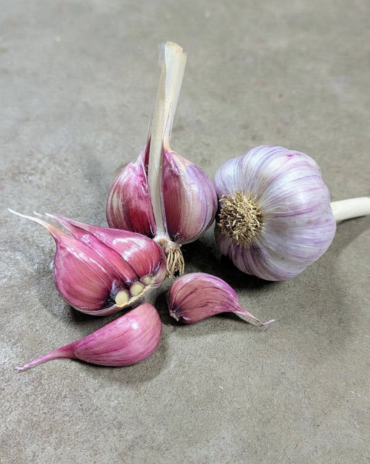 Korean Red Hardneck Garlic