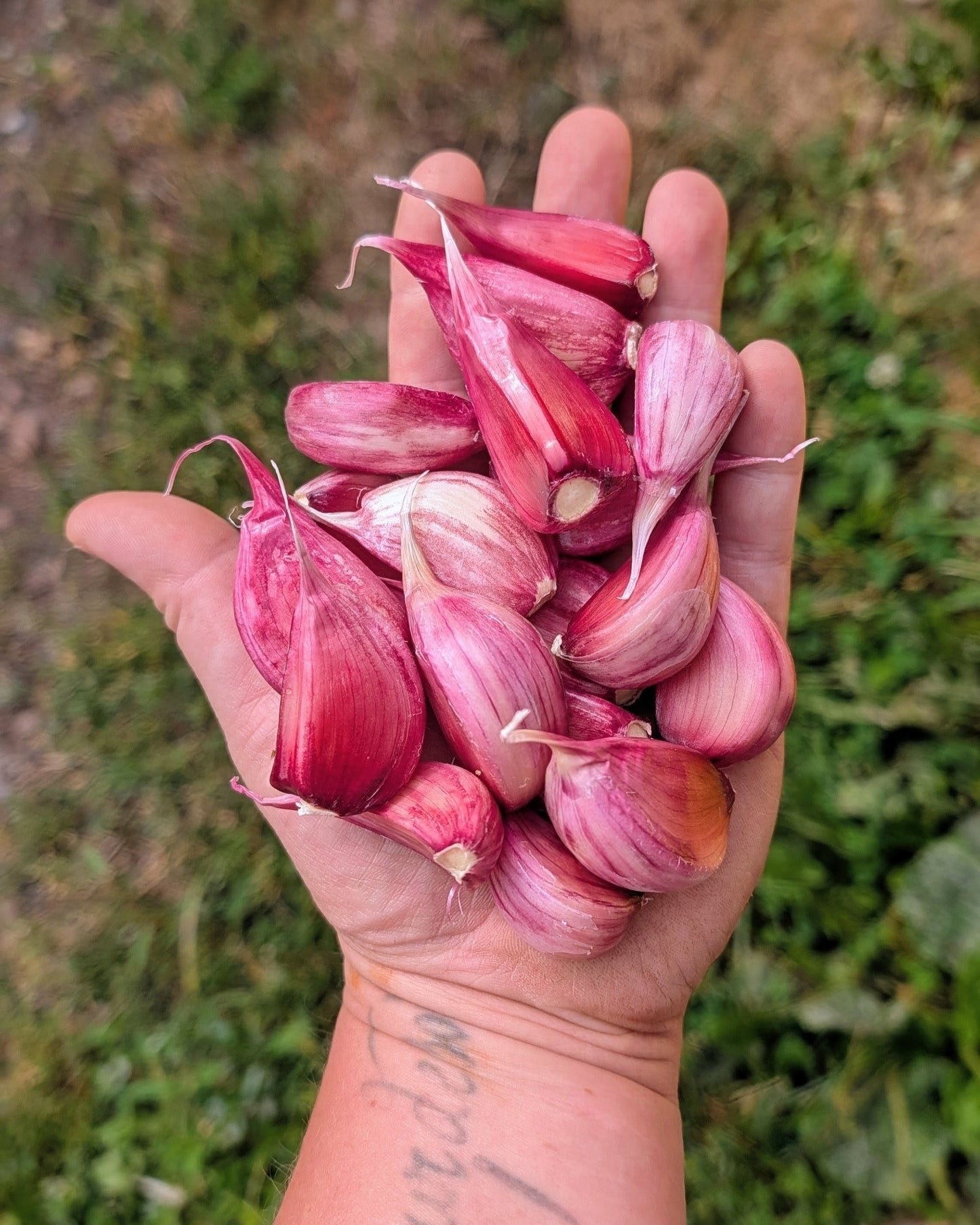 Korean Red Garlic