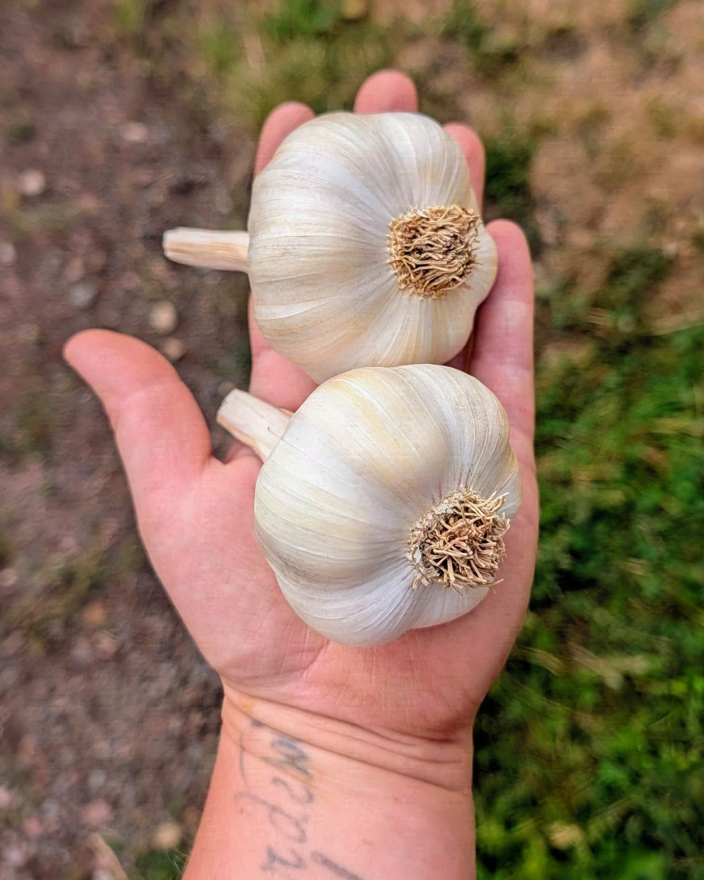 Metechi Garlic
