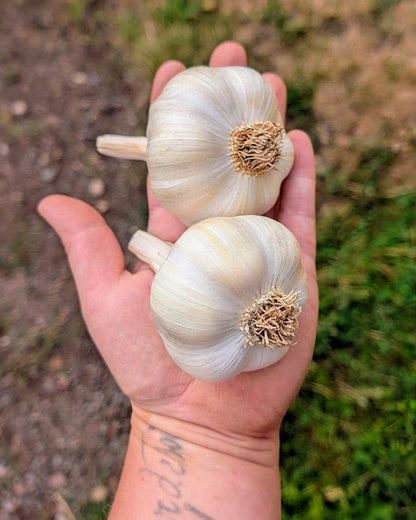 Metechi Garlic