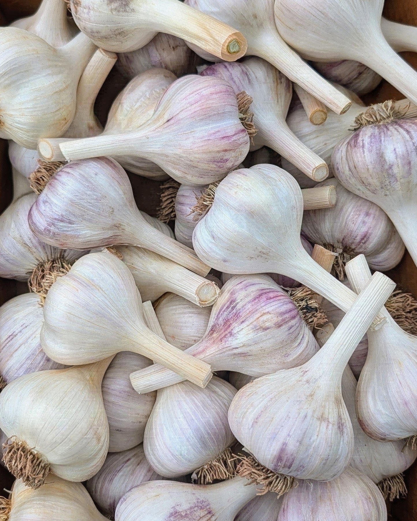 Metechi Garlic