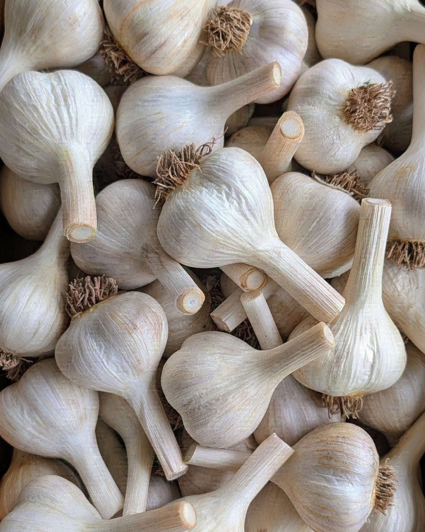 German White
