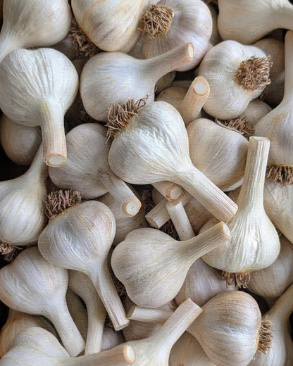 German White