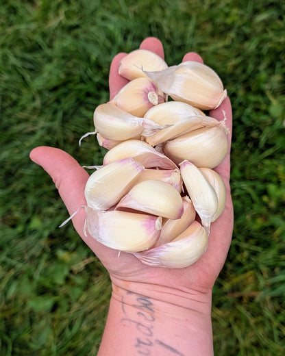 Metechi Garlic