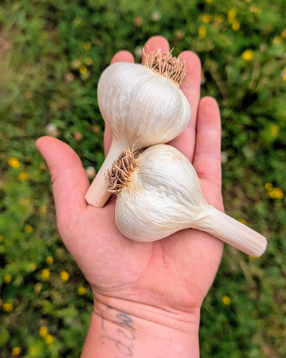 German White