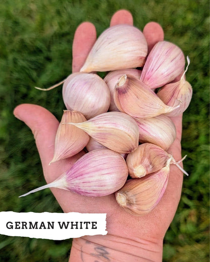 Ready to Plant Garlic Cloves