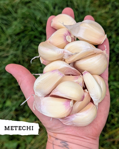 Metechi ready-to-plant hardneck garlic cloves in hand